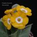 [ луговые и горные травы ] примула *o-likyula[ pot *ob* Gold ]