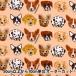ڿ5  إå BOUFFANTS&BROKEN HEARTS MULTIDOG B BBH-2J