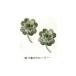  нашивка [Botanical (botanikaru) clover H457-974] Hamanaka - manaka