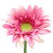  искусственный цветок шелк цветок [ гербера hot розовый V22056-052HT/P]