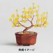  бисер комплект [ винт teBONSAI. слива HCA30//8] MIYUKImiyuki