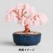  бисер комплект [ винт teBONSAI ветка сидэ Sakura HCA30//9] MIYUKImiyuki