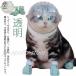  кошка для маска намордник foot с чехлом прозрачный домашнее животное маска космос headgear намордник "дышит" кошка ветеринарный воротник вентиляция кошка .. кусачки для ногтей инструмент для оказания помощи уголок уборка автомобиль 