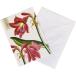 Michel Design Works складывающийся пополам поздравительная открытка Amaryllis ( красный амариллис )
