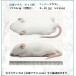 ZAZOO ���Y �Ⓚ�}�E�X�@�t�@�W�[�}�E�X L 8�`10g ��5.5cm �^�� �ʕ ঒��� �ҋח� �� �a �֘A�摜2