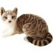  кошка мягкая игрушка подлинный товар целиком настоящий кошка кошка. мягкая игрушка . кошка украшение симпатичный 