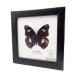  сумма ввод насекомое образец бабочка Great *eg fly ( самец ) Great Eggfly
