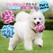  собака для?. трос мяч игрушка 2 позиций комплект крепкий безопасность долговечность чистый -тактный отсутствует аннулирование осень новый продукт осень-зима новый продукт 
