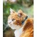  собака шлейка с поводком добрый ошейник лента [CAT BY CLIP]