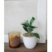  интерьер искусственная зелень / посадочная машина / декоративное растение / искусственный цветок / растение в горшке #