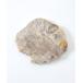  интерьер PETRIFIED WOOD PLATE дерево plate S