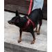  собака шлейка с поводком Classic Harness M
