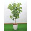 ウンベラータ 1本立て 180cm (鉢植え 造花 インテリア 観葉植物 おしゃれ 大型 グリーン プラント)