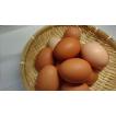 庭鶏の卵4ケース24個　（６個入り×４ケース）