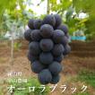 オーロラブラック 2kg 3 - 5房入り 岡山県産 宇山農園 ぶどう 葡萄 9月中旬頃から出荷予定