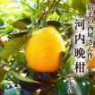 送料無料 西尾さんの高知産「河内晩...
