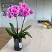 胡蝶蘭 お祝い 2本立ち ピンク色 ミディ タンブラーポット 4号 ギフト