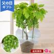 父の日 鉢植え 花  プレゼント ギフト 「おうち果樹園 デラウェア」 ぶどう 6号鉢 実付き 家庭菜園 果物 フルーツ 育てる 庭 フラワー ギフト 鉢 鉢花 花鉢