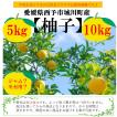 愛媛県産　柚子5kg【送料無料】