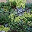 草花の苗/多肉植物・...