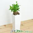 観葉植物 ガジュマル ...