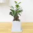 観葉植物 ガジュマル(...