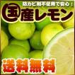 瀬戸内産　国産レモン4kg【送料無料】傷あり・不揃い