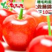 【予約】 お中元 フル...