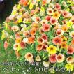 送料無料 6苗セット ペチュニア トロピカルティ 3.5寸 色変わり 珍しい 花苗 花壇苗 販売