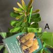 選べる オーストラリア植物 観葉植物 バンクシア インテグリフォリア インテリア 素敵なプランツ 素敵なお庭 オージープランツ