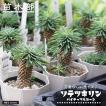 ソテツキリン（蘇鉄麒麟）パイナップルコーン 4号鉢植え 爆買いweek