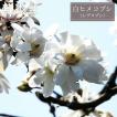 ヒメコブシ　白花　株立ち　シデコブシ　落葉樹　2 白ヒメコブシ 2年生 接木 ポット苗 落葉樹 観賞花木 爆買いweek : 苗木