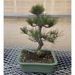 現品】松盆栽 黒松（クロマツ）7号 長角浅鉢 : 植物・園芸専門店 花育