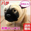 犬 ぬいぐるみ パグ いぬ イヌ リアル 本物 そっくり かわいい