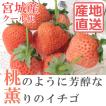 宮城産 いちご 桃薫 (...