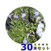 サギゴケ　ムラサキ (鷺苔 紫花)  9.0ｐ          30本      グランドカバー　下草　雑草予防