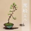 送料無料(盆栽 松) 限...