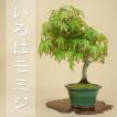 送料無料 (限定18本) ...