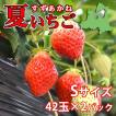 夏秋いちご すずあか...