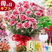 母の日 カーネーション 2024 プレゼント 花 鉢植え お菓子 スイーツ 選べる花色と選べる特典