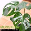 観葉植物 モンステラ 鉢植え 7号鉢 高さ50〜60cm 受け皿セット ギフトやプレゼントにも 鉢色選べる