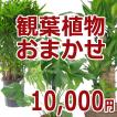 観葉植物おまかせ10000円