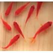 樹脂金魚 咲 こだわり...