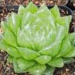 多肉植物 ハオルチア...