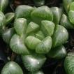 多肉植物 ハオルチア...