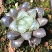 多肉植物 ハオルチア...