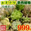 多肉植物 ミニ多肉植...