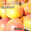 ハーコット １キロ あんず 生食用 信州産 甘くて美味しい杏♪