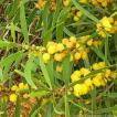 アカシア ソウシジュ(相思樹) 種子 | 別名：アカシアコンフューサ タイワンアカシア | 花木 低木 種子