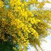 アカシア・サリグナ 種子 | 別名：シアノフィラ | 乾燥地域に生育するアカシア | 花木 低木 種子
